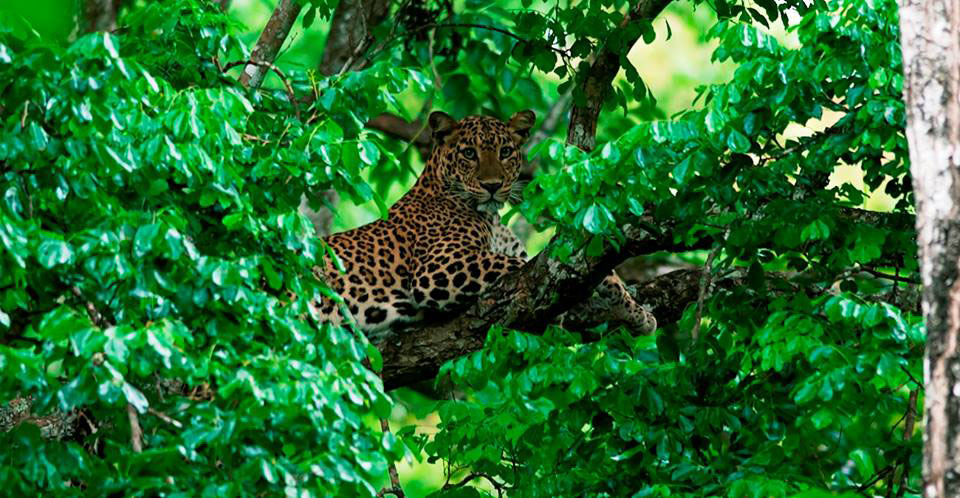 Leopard, Kabini